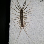 네이처링 | 이보은의 이름제안