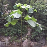 네이처링 | 박상복의 이름제안