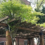 산당화
