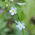 산당화