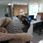 네이처링 | 부산야생동물치료센터의 이름제안