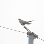 두견