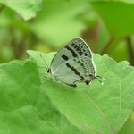 산솔새