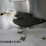 금창초