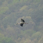 먹황새