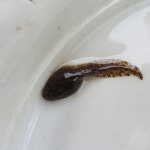청개구리
