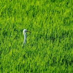 노랑부리백로