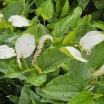 삼백초