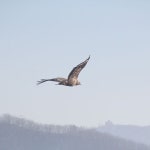 참수리