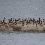 알락꼬리마도요