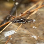 등빨간소금쟁이