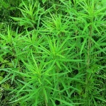 야산청결참쑥 | 쑥