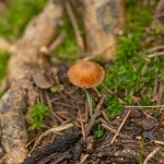 황갈색황토버섯