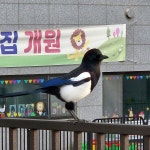 양지꽃
