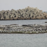 붉은부리갈매기