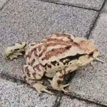 두꺼비