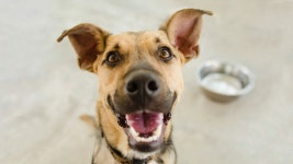How To Pick The Best Shelter Pet For You | Zappos.com Blog How To Pick The Best Shelter Pet For You