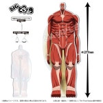 도코스타 - 초대형 거인 / 벽의 거인 (진격거 애니 공식 굿즈) ~24/01/02... 도코스타 - 초대형 거인 / 벽의 거인 (진격거 애니 공식 굿즈) ~24/01... 