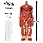 도코스타 - 초대형 거인 / 벽의 거인 (진격거 애니 공식 굿즈) ~24/01/02... 도코스타 - 초대형 거인 / 벽의 거인 (진격거 애니 공식 굿즈) ~24/01... 