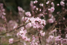 올봄 산책길.jpg