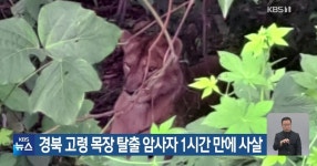 오늘 고령군 목장에서 탈출했다가 사살된 암사자(사진 주의) - DPrime