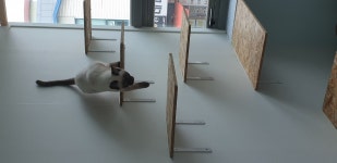 디너의여왕 - [대전 서구] 달봉냥의꿈 1차