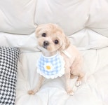 디너의여왕 - [서울 구로][릴스] 이뿌개 1차