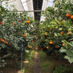 디너의여왕 - [제주 서귀포] 열대과일농장 유진팡 1차