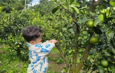 디너의여왕 - [제주 서귀포] 열대과일농장 유진팡 1차