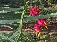 디너의여왕 - [제주 서귀포] 열대과일농장 유진팡 1차