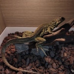 디너의여왕 - [대전 서구] 카페 노루벌 매점 53차