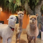 디너의여왕 - [경기 의정부] 피셔맨스키친 의정부민락점 8차