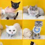 디너의여왕 - [대구 달서][릴스] 뽀솜뽀솜 2차