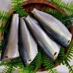 디너의여왕 - [비선상회] 가을제철 남해안 자연산 전어회 세꼬시 필렛 0차