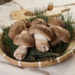 디너의여왕 - [금강버섯농장] 송화버섯 선물세트 0차