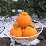 라비속눈썹
