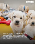 멍품, 댕마카세.. 파나마 '펫코노미' 시장