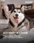 멍품, 댕마카세.. 파나마 '펫코노미' 시장