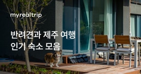 반려견과 함께 떠나는 제주 여행