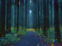 [제주도] 제주 반딧불이 체험 & 숲산책 힐링 :마이리얼트립