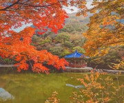 서울출발 - 내장산 단풍 당일 투어 - 마이리얼트립