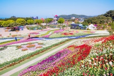 [서울출발/할인특가] 태안 튤립축제 & 딸기농장 체험 당일