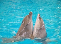 [🐬돌고래와 함께 수영도 가능한🐬]돌핀 베이 푸켓 티켓