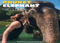 [🐘친환경 코끼리 체험🐘] 푸켓 엘리펀트 케어 at 나이턴