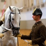 스페인 승마 학교 말 훈련 관람권 :마이리얼트립