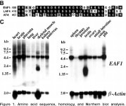 [PDF] EAF1, a novel ELL-associated factor that is delocalized by expression of the MLL-ELL fusion protein. | Semantic Scholar