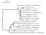 [PDF] Molecular cloning and characterization of the full-length Hsp90 gene from Matricaria recutita. | Semantic Scholar
