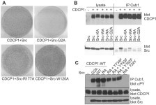 [PDF] Structural Requirements for Cub Domain Containing Protein 1 (CDCP1) and Src Dependent Cell Transformation | Semantic Scholar