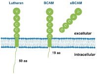 [PDF] The Role of Lutheran/Basal Cell Adhesion Molecule in Hematological Diseases and Tumors | Semantic Scholar