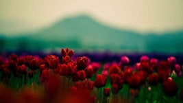 NakamuraKleo｜메디방(MediBang)